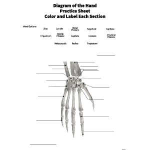<span>Human Anatomy, A Coloring Workbook of the Complete Skeletal System:</span> Human Anatomy, A Coloring Workbook of the Complete Skeletal System